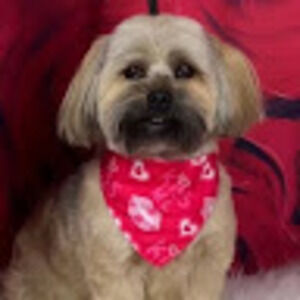 Meet your Posher, Olga